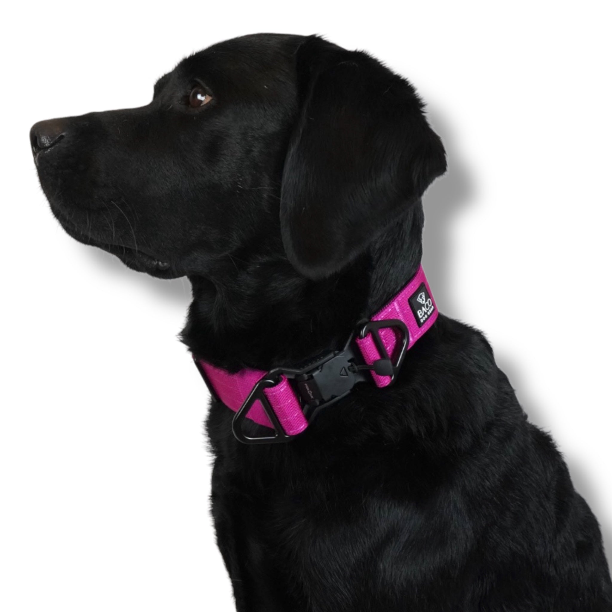 BACO DOG GEAR