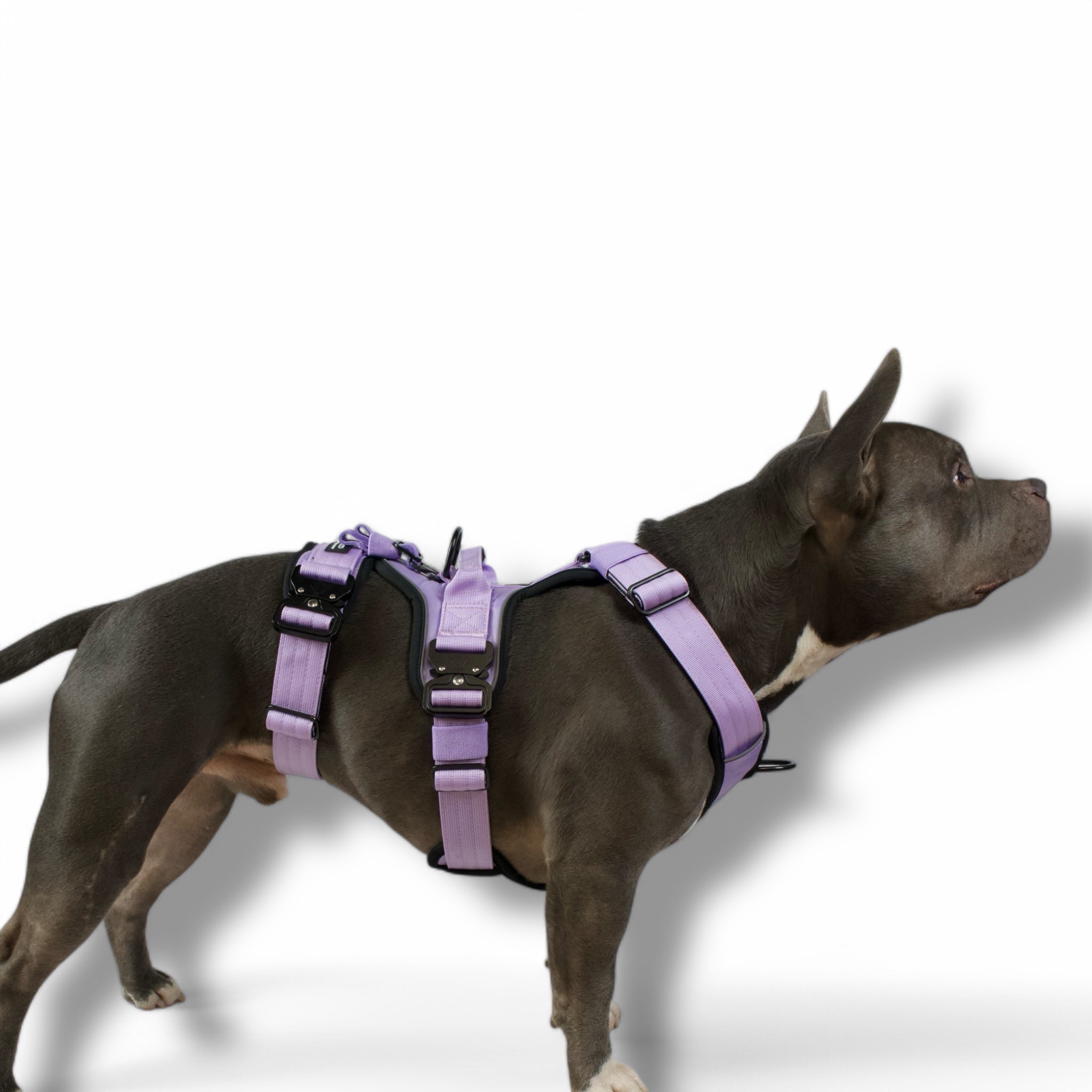 BACO DOG GEAR