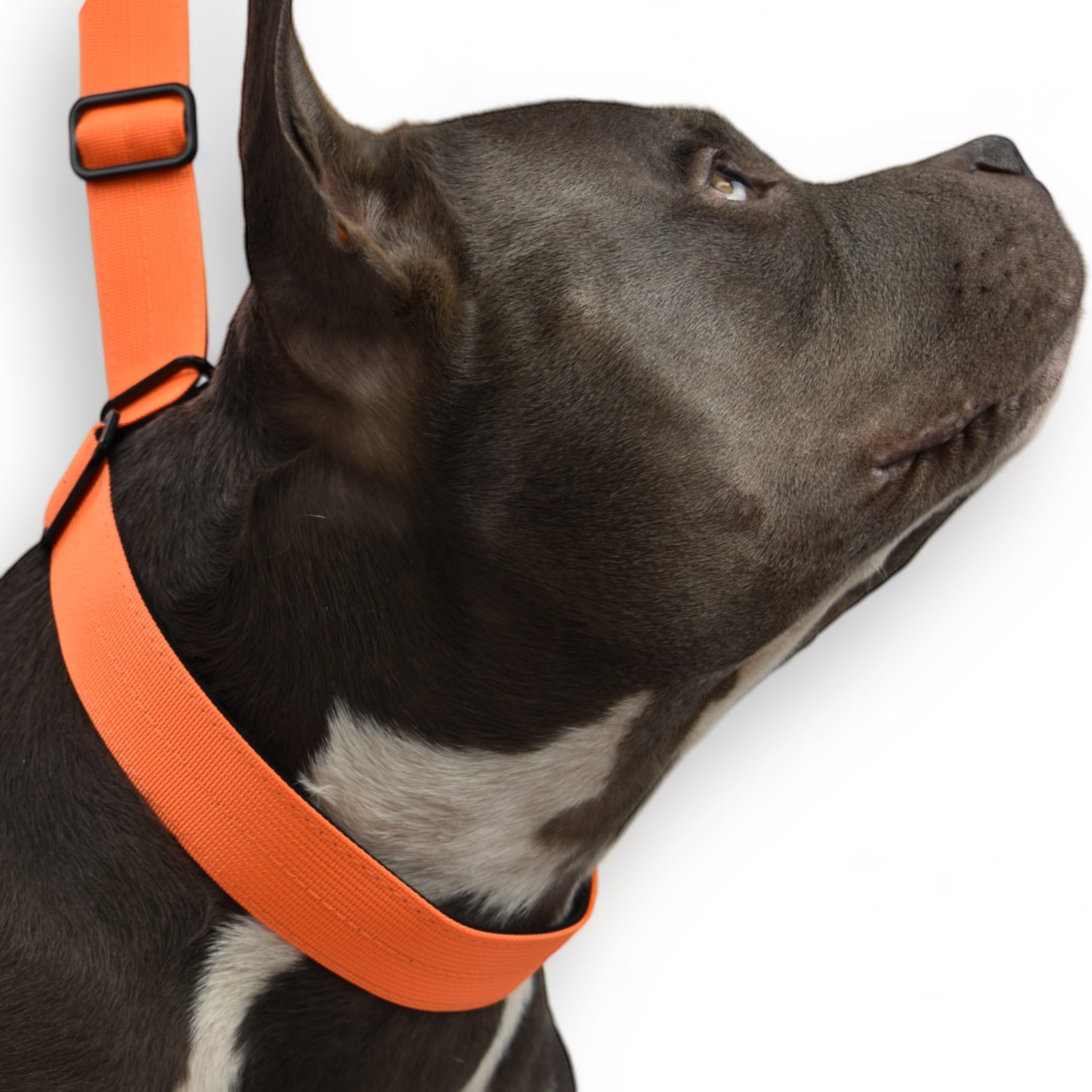 BACO DOG GEAR