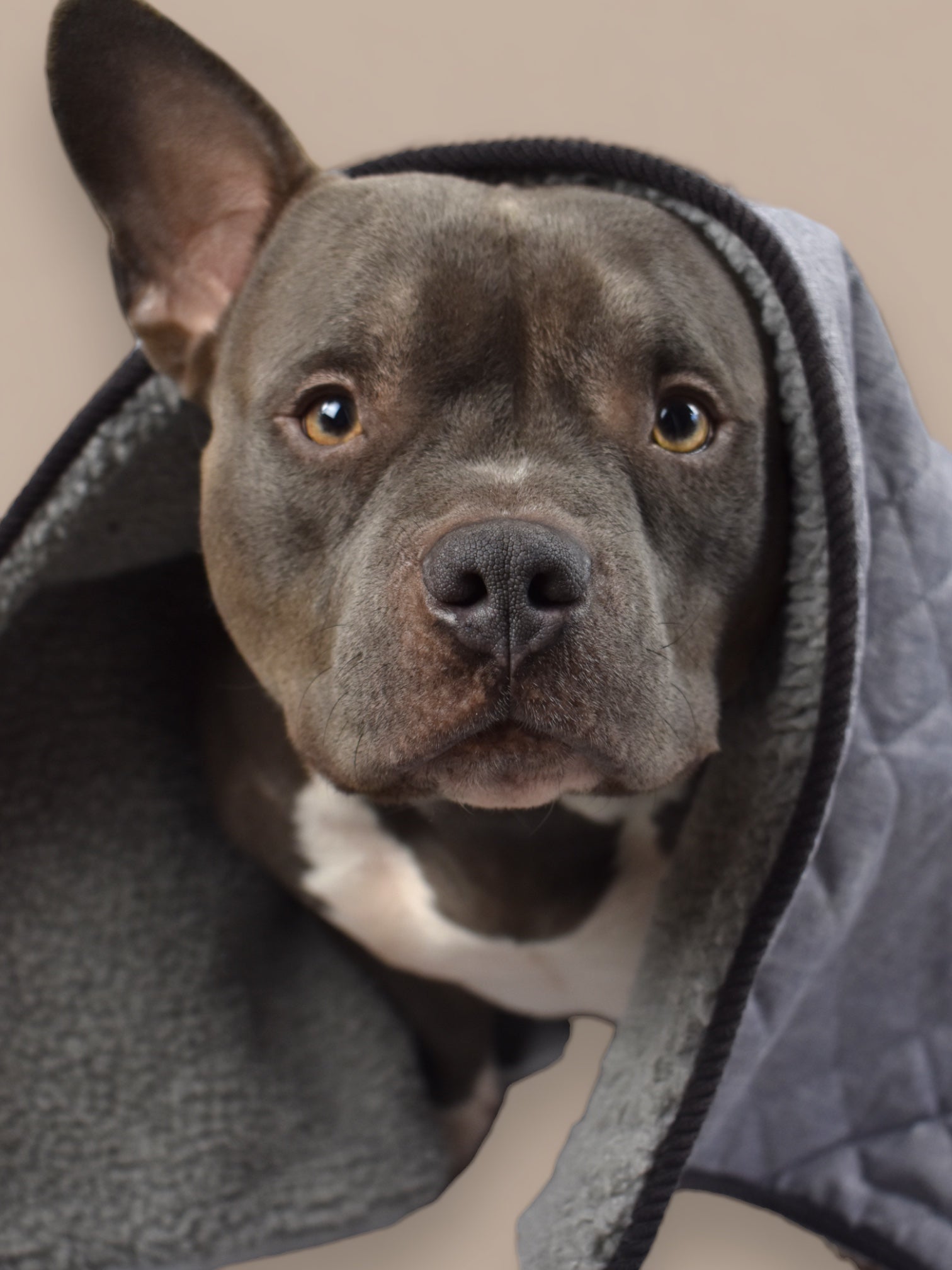 BACO DOG GEAR