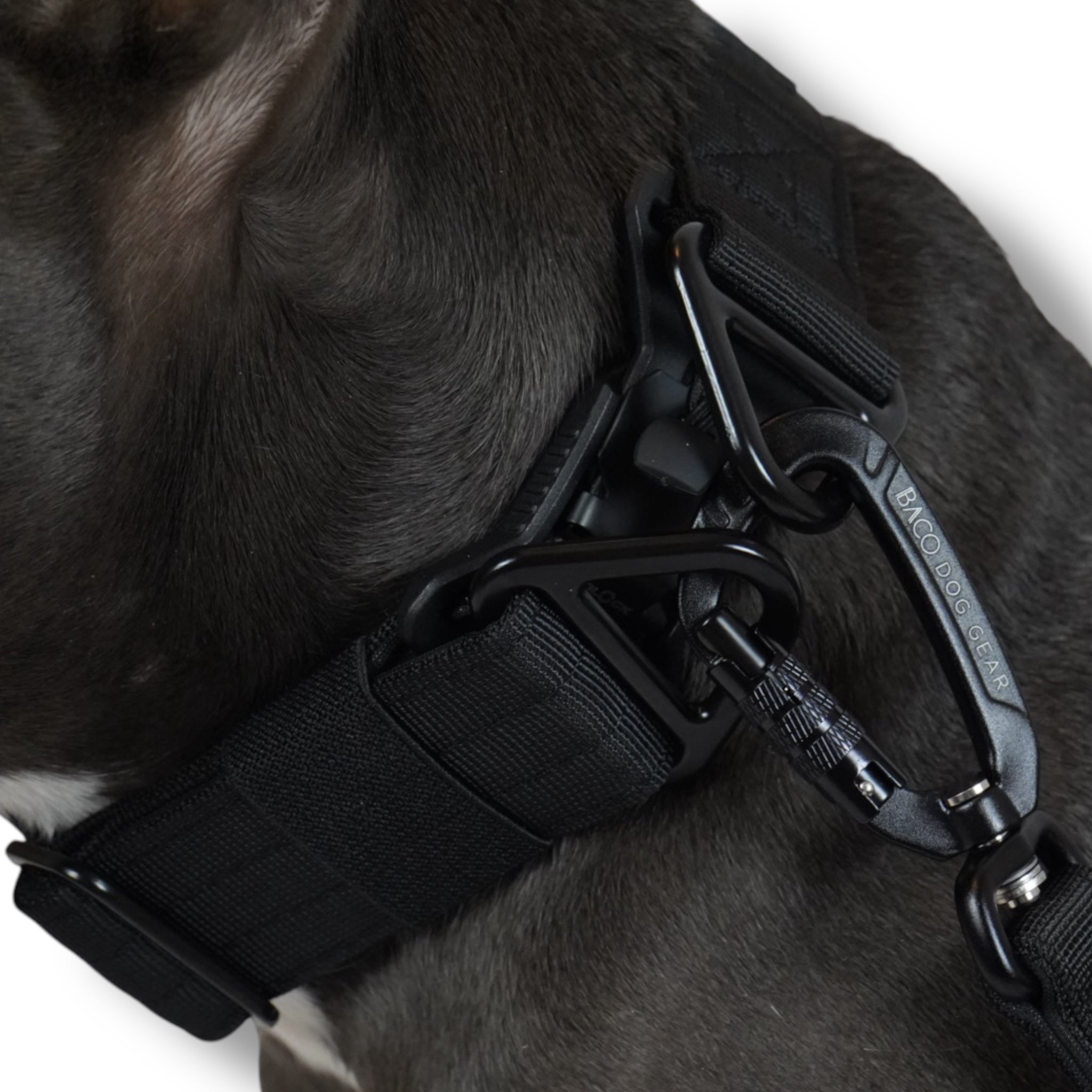 BACO DOG GEAR