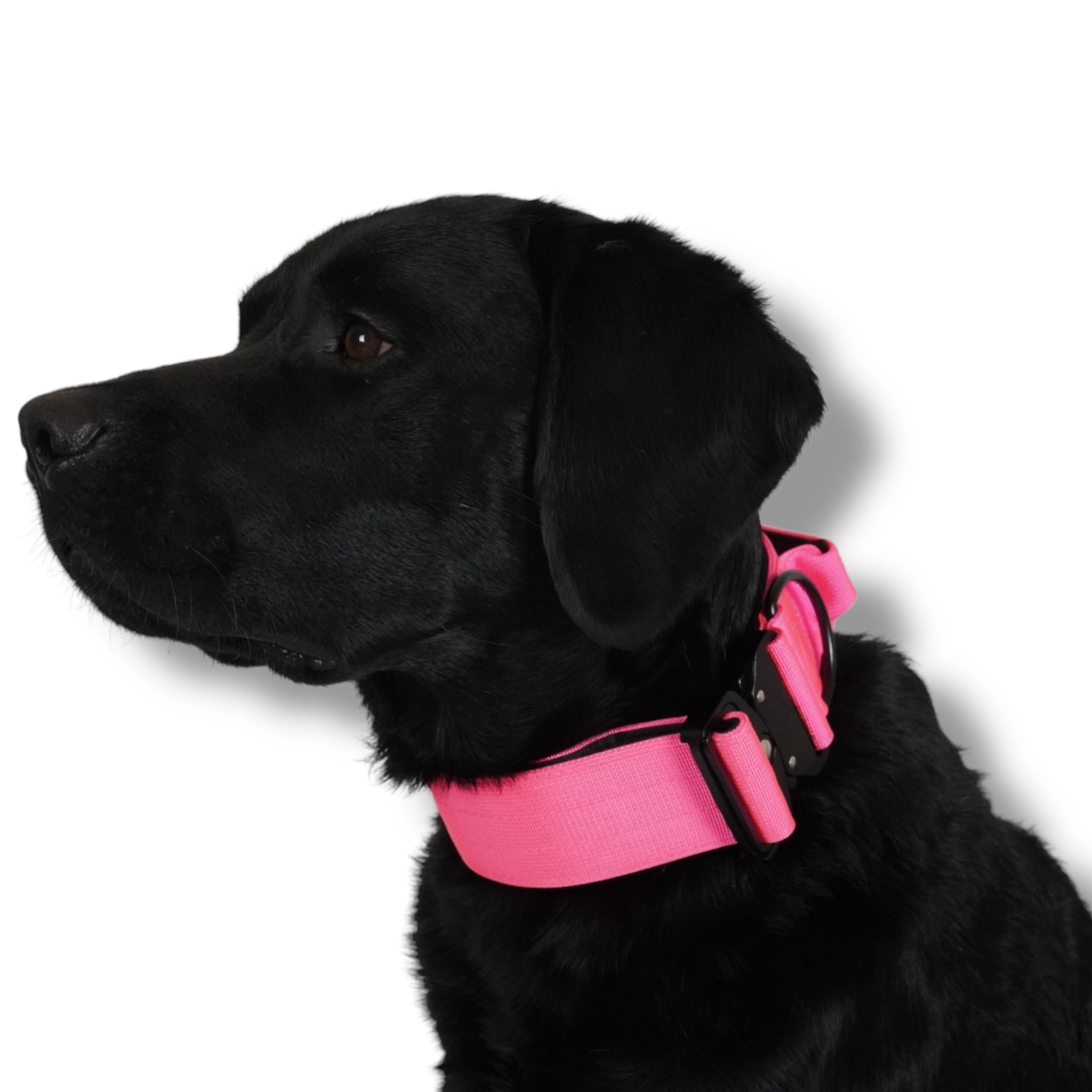 BACO DOG GEAR