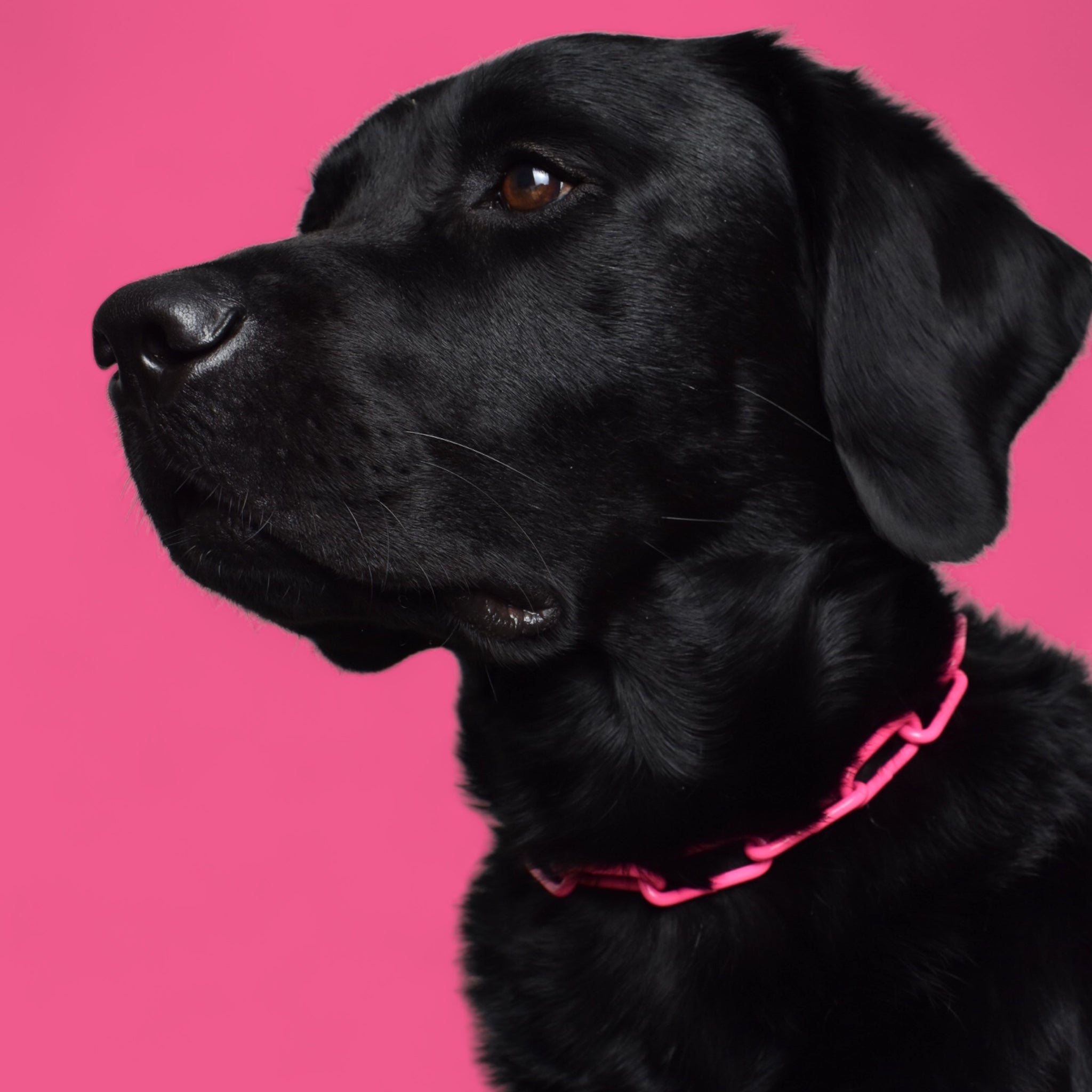 BACO DOG GEAR