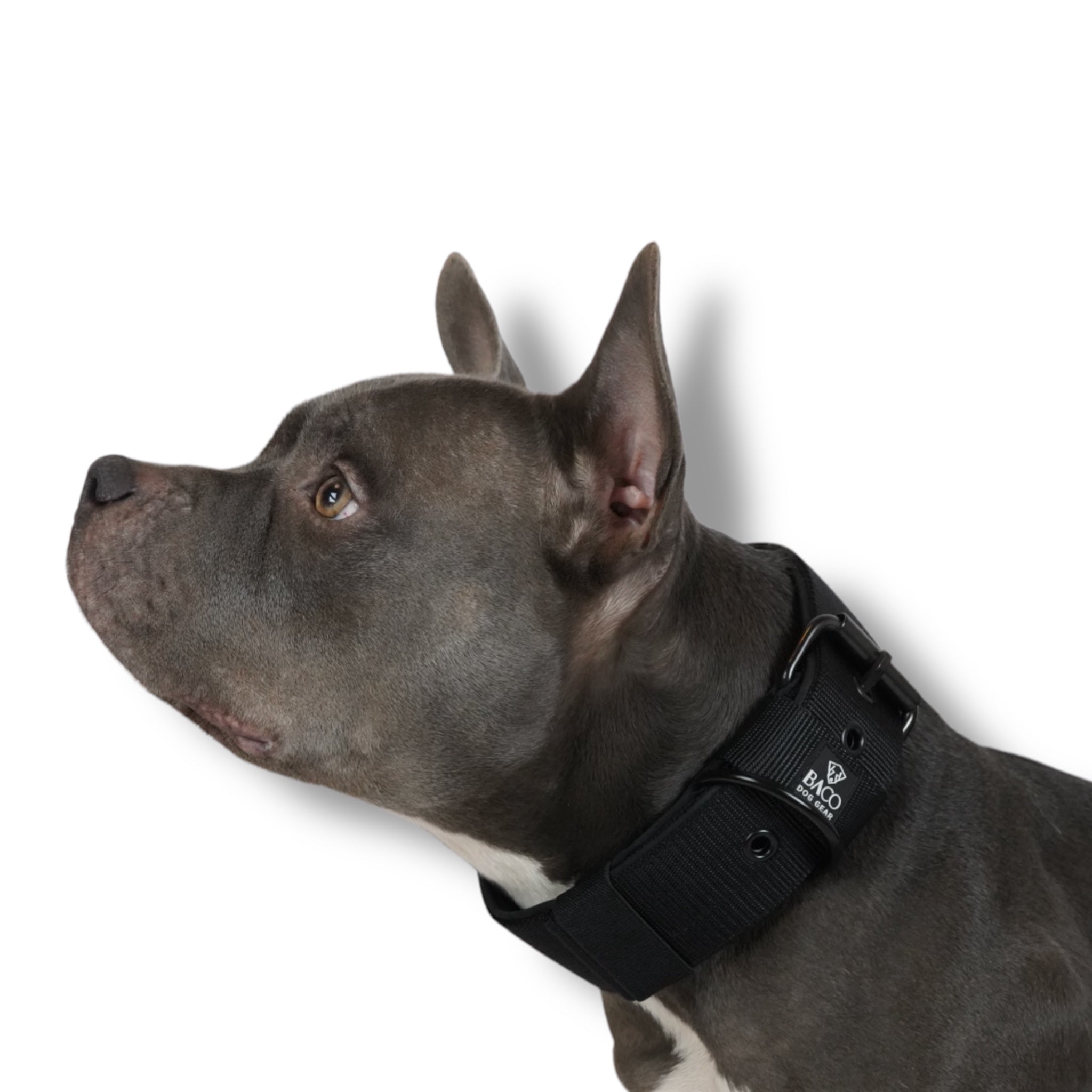 BACO DOG GEAR