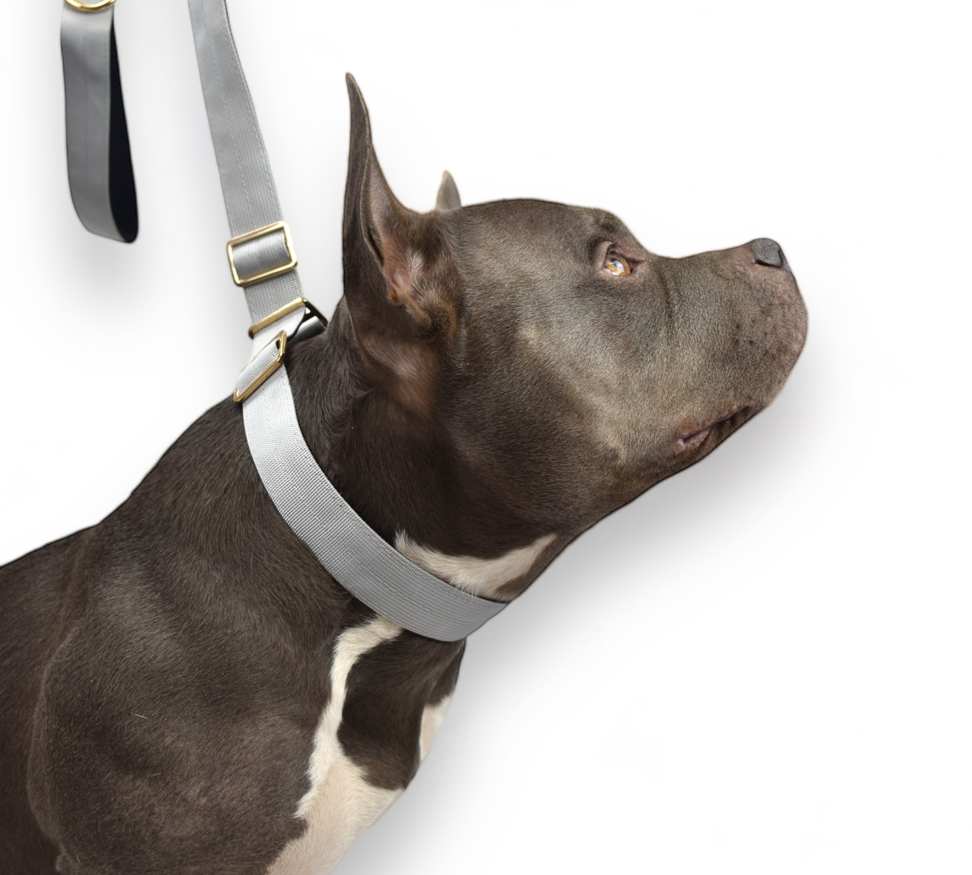 BACO DOG GEAR