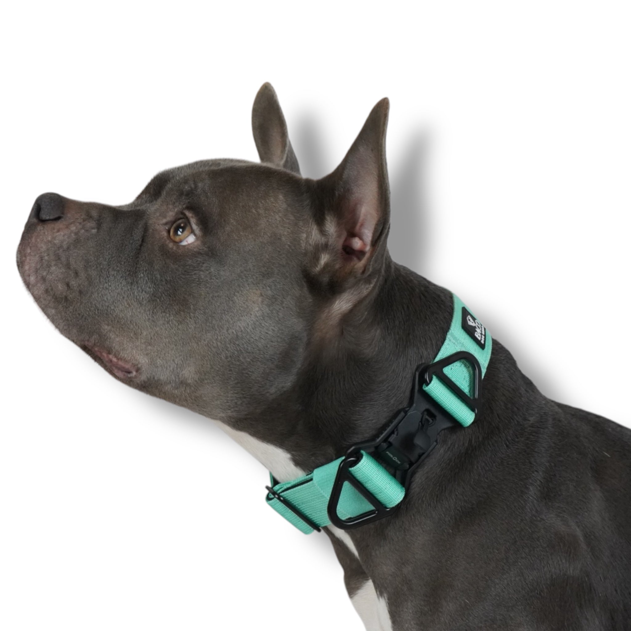 BACO DOG GEAR