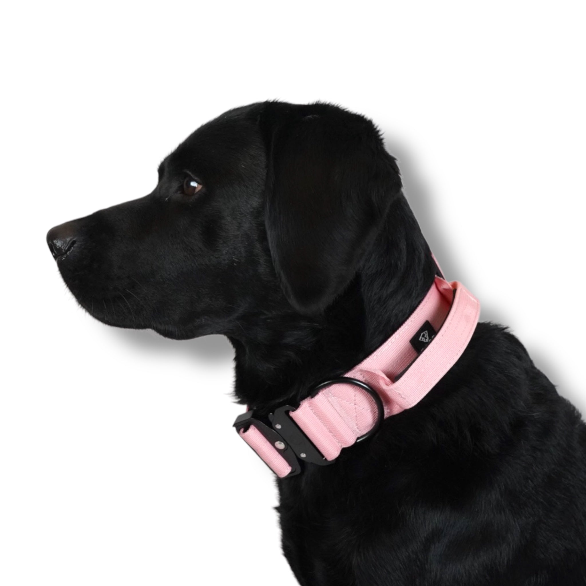 BACO DOG GEAR