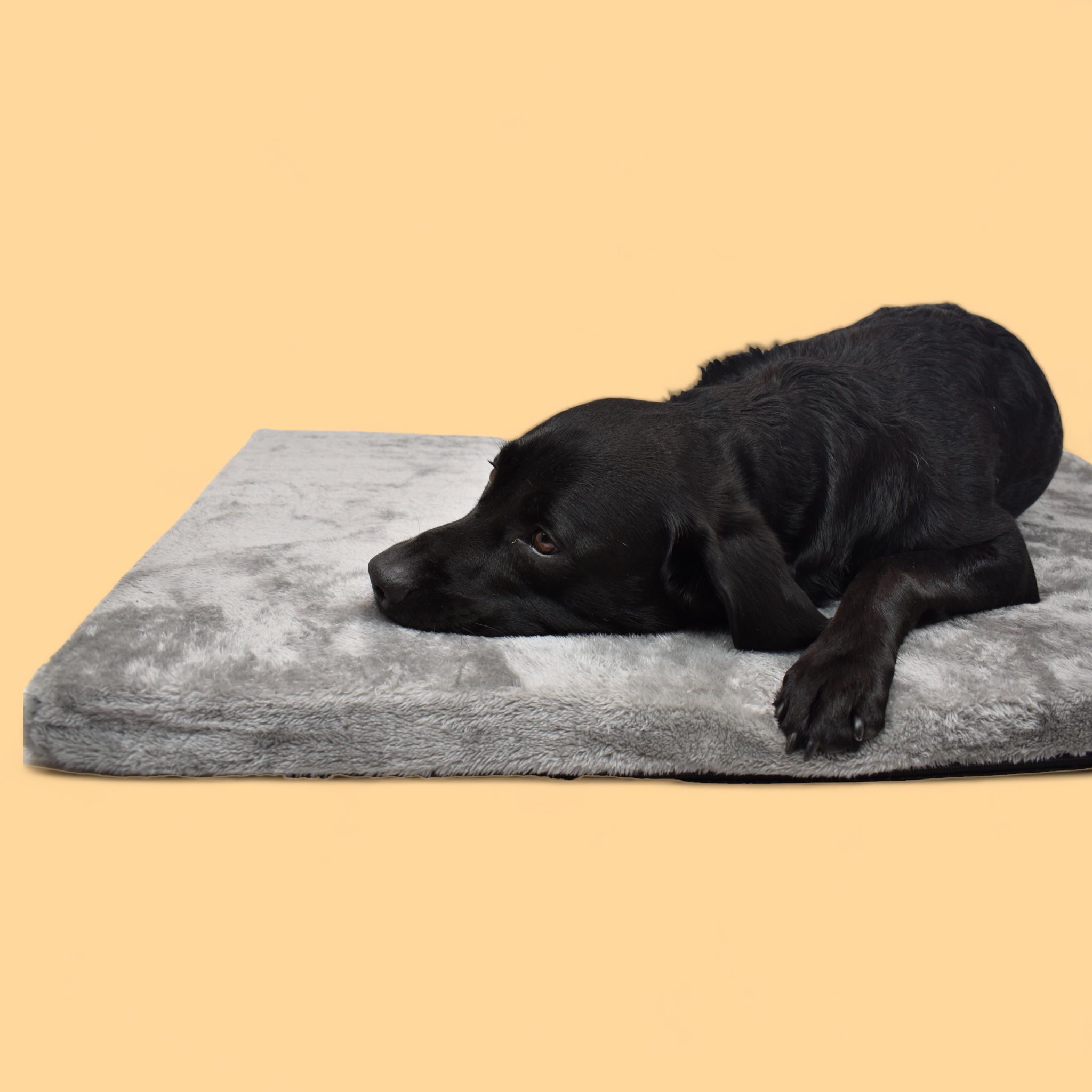 BACO DOG GEAR