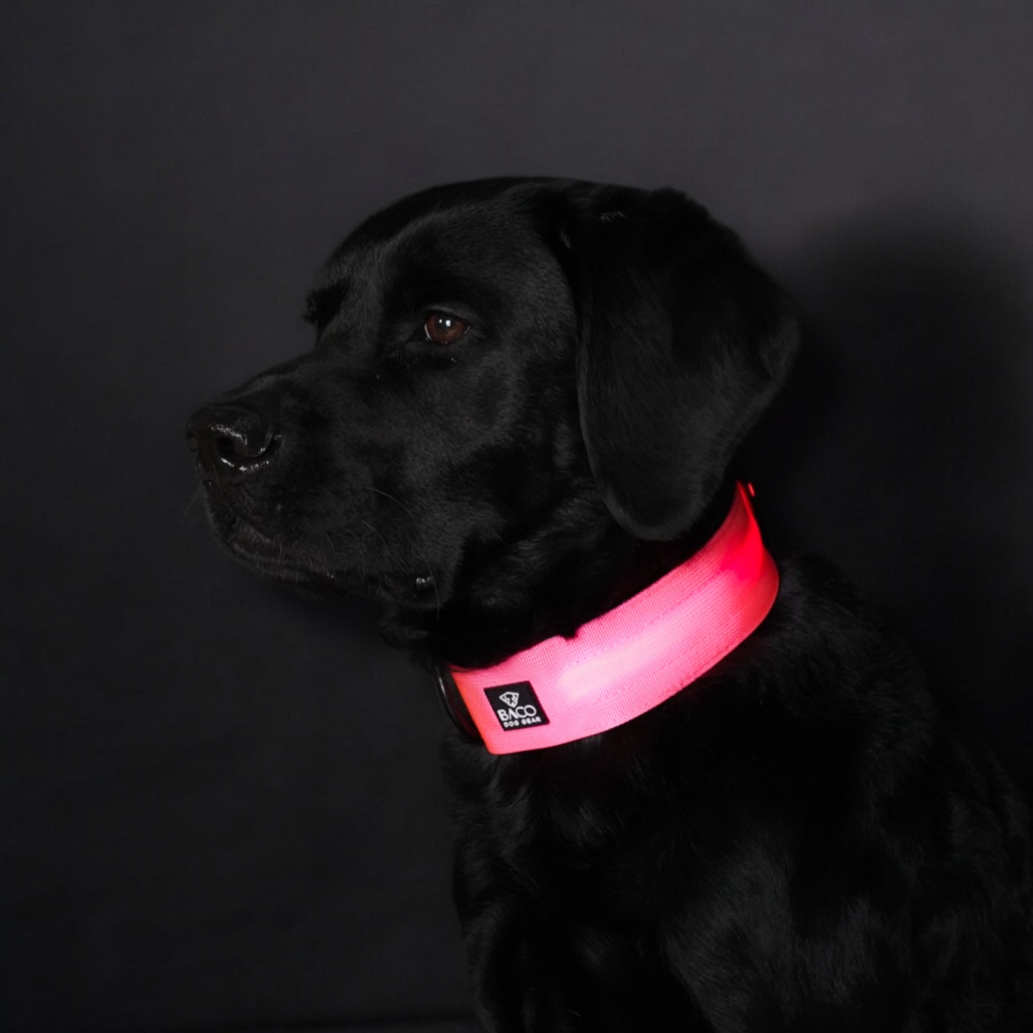 BACO DOG GEAR