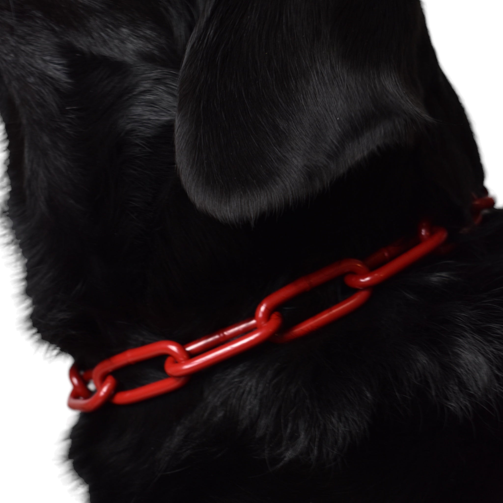 BACO DOG GEAR