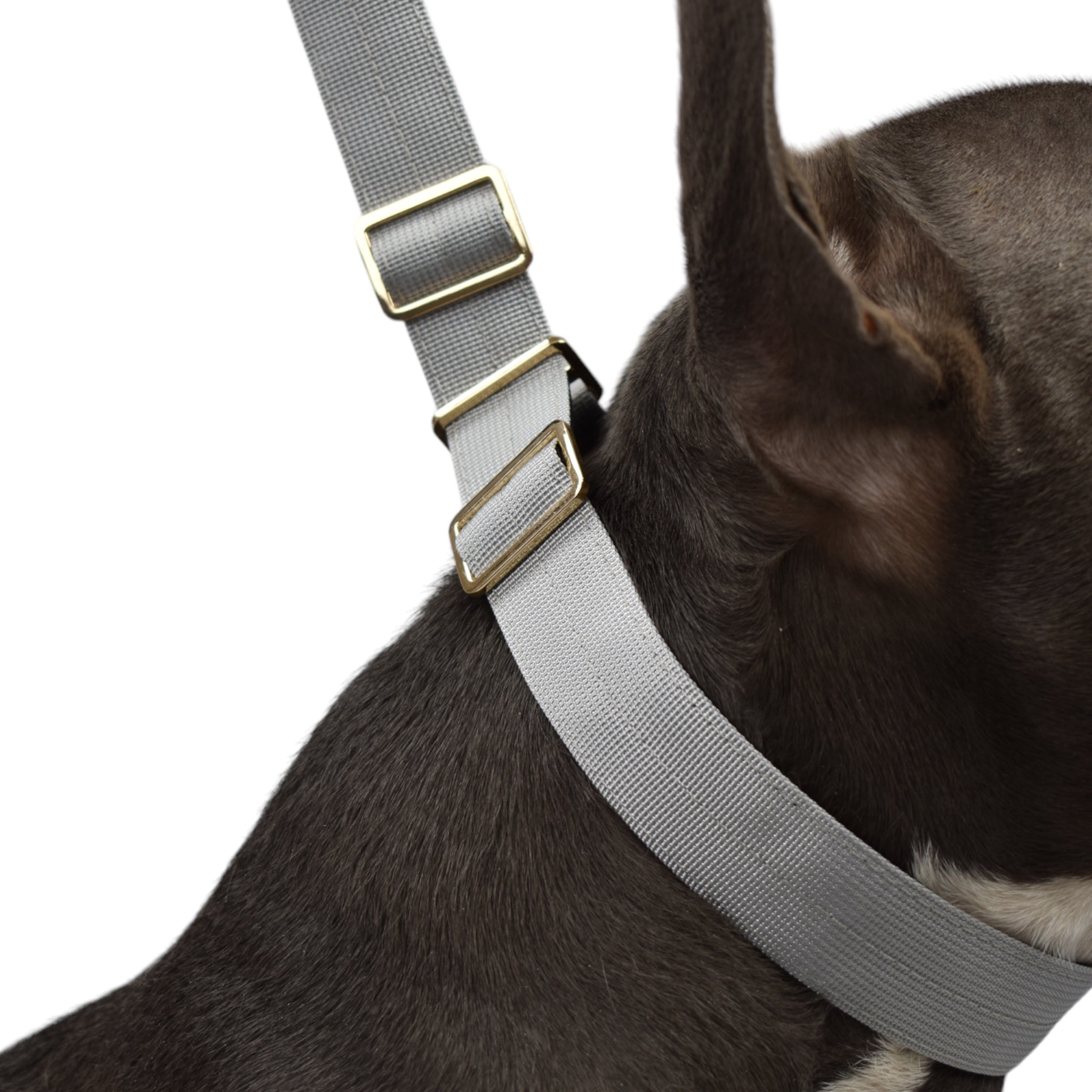 BACO DOG GEAR