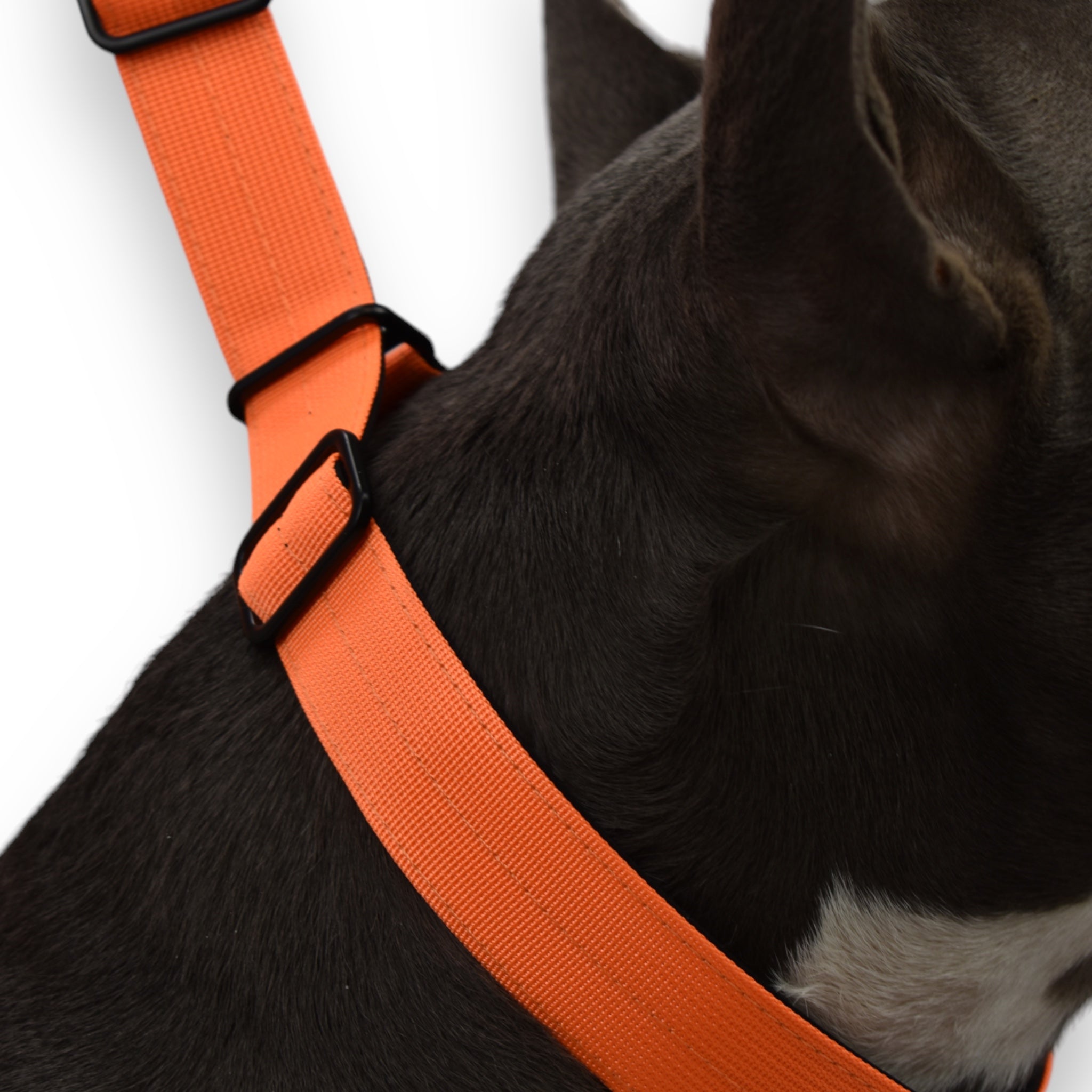 BACO DOG GEAR