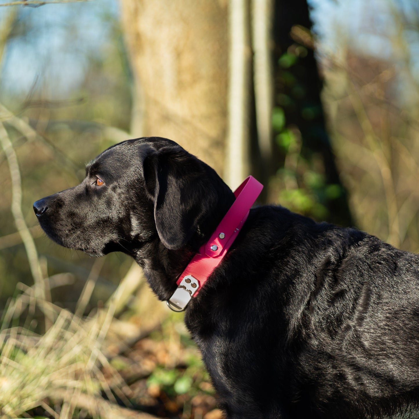 Biothane Halsband mit Griff