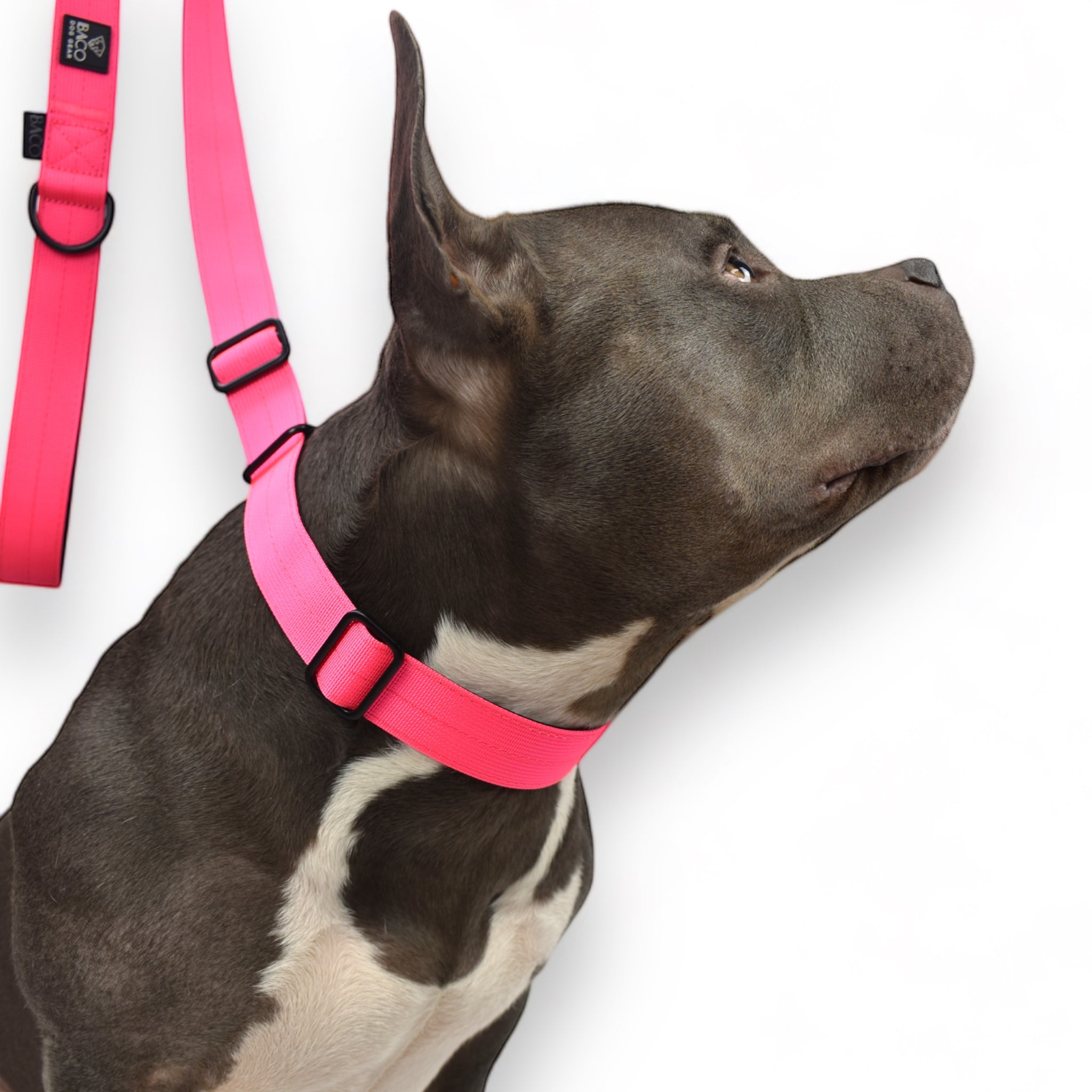 BACO DOG GEAR