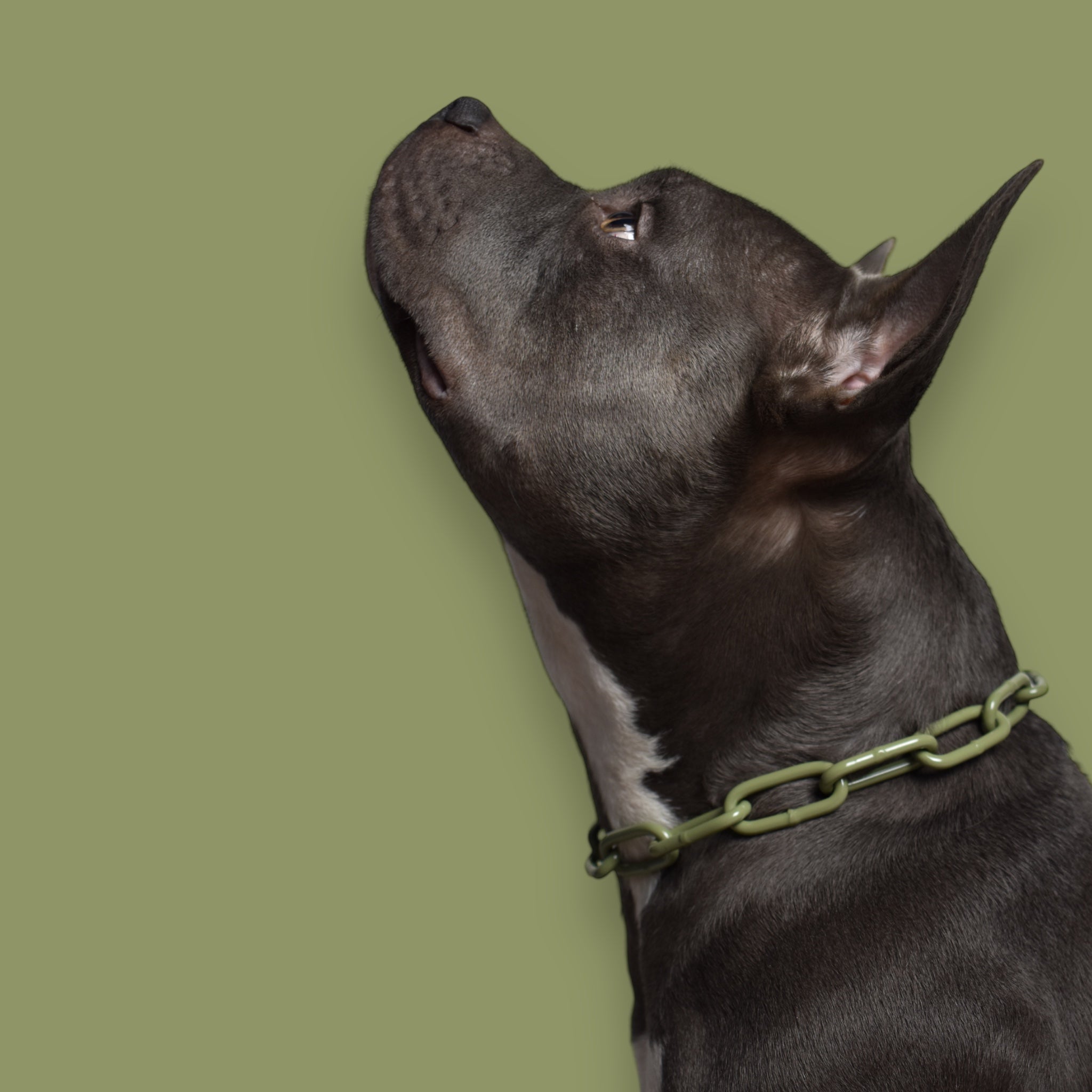 BACO DOG GEAR