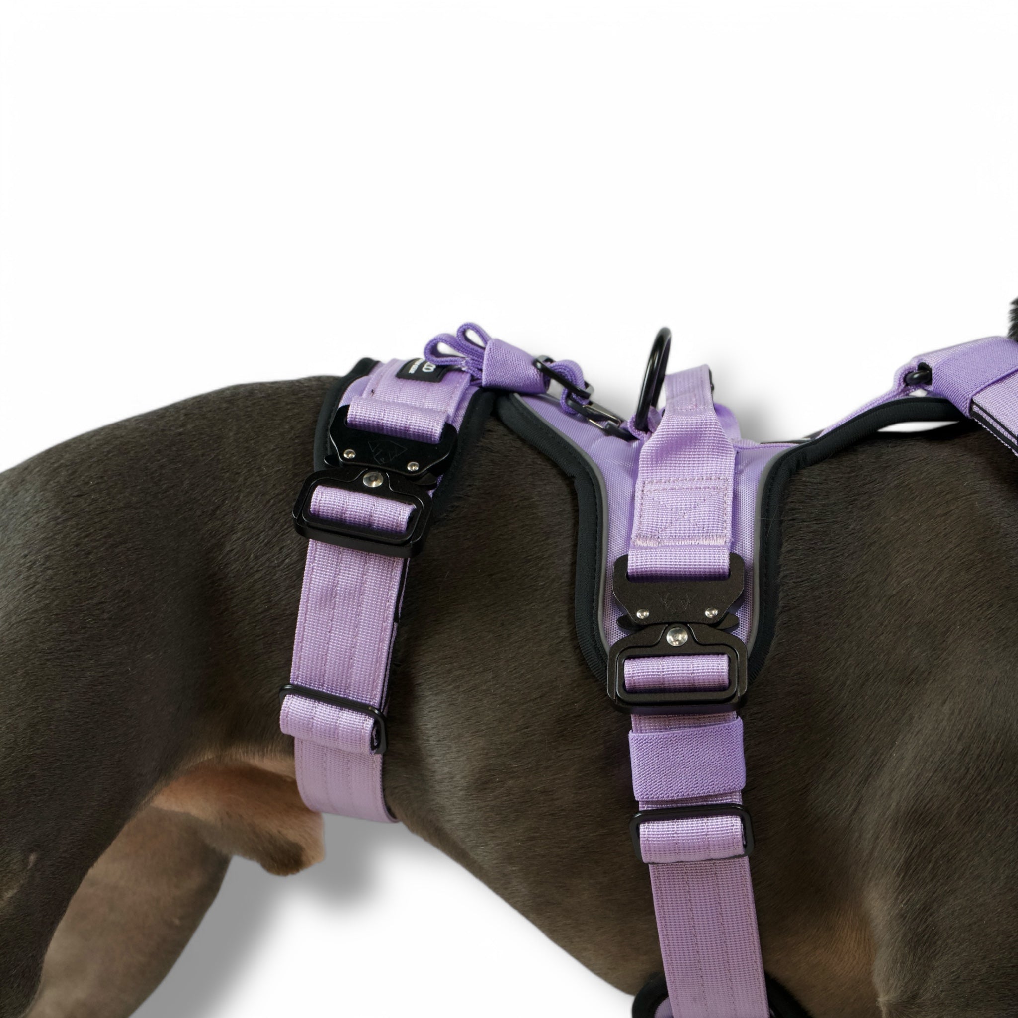 BACO DOG GEAR