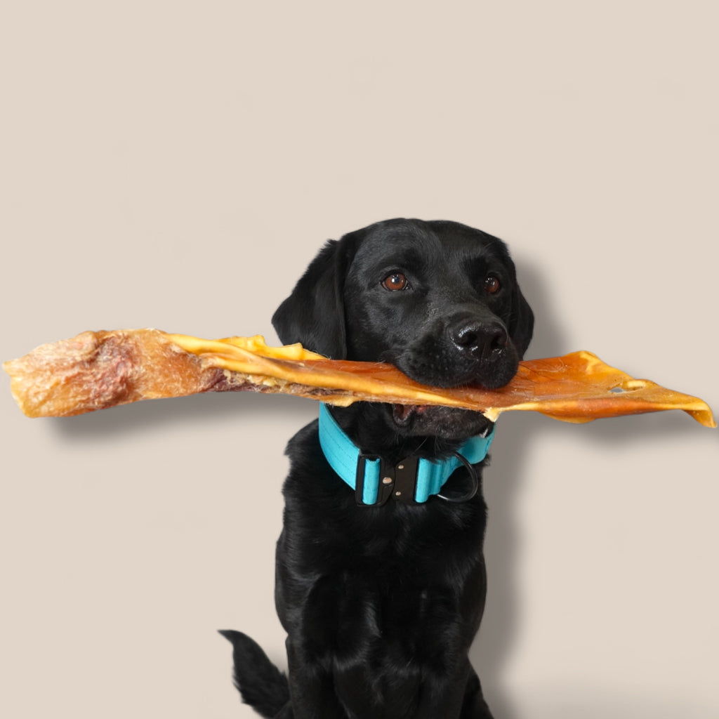 BACO DOG GEAR