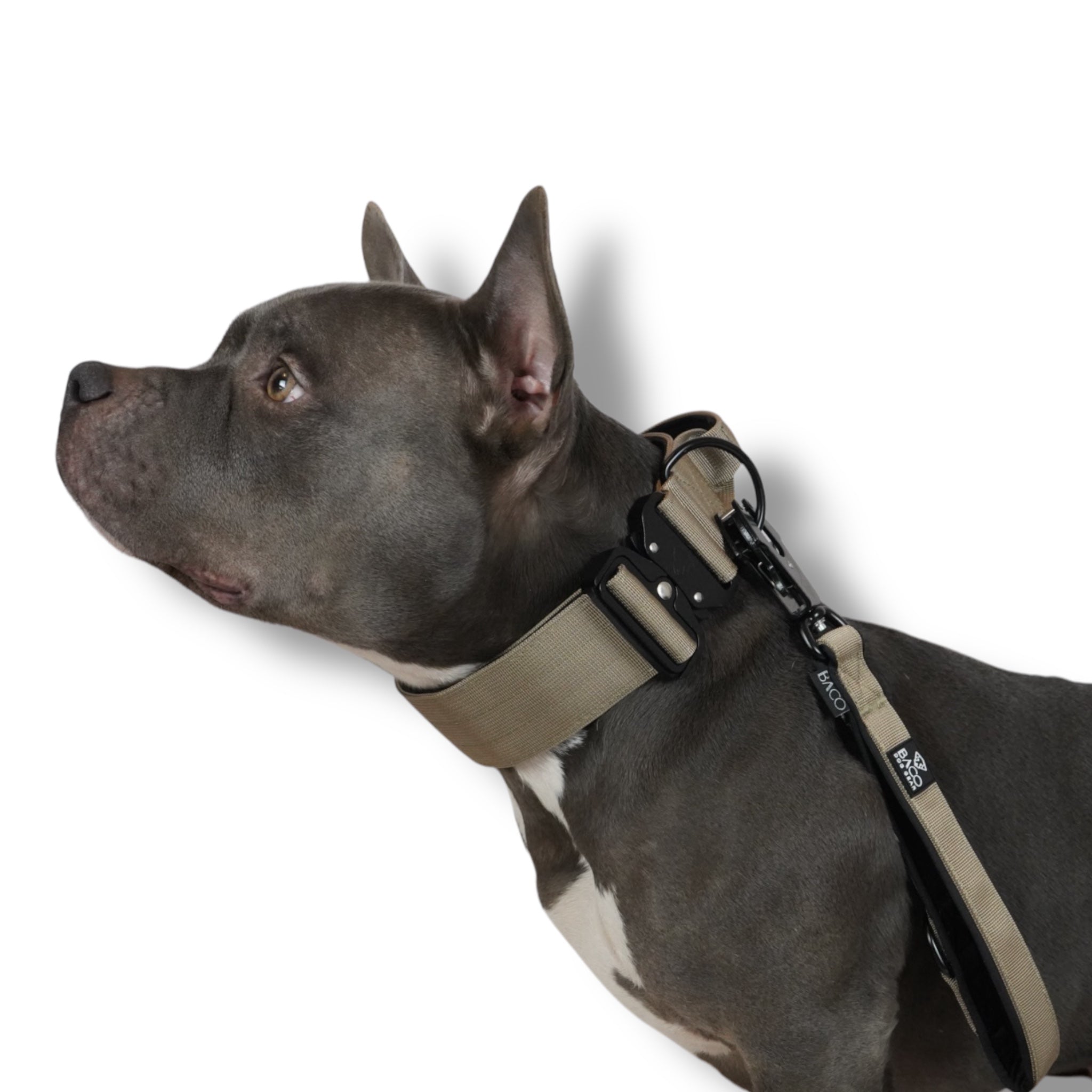 BACO DOG GEAR