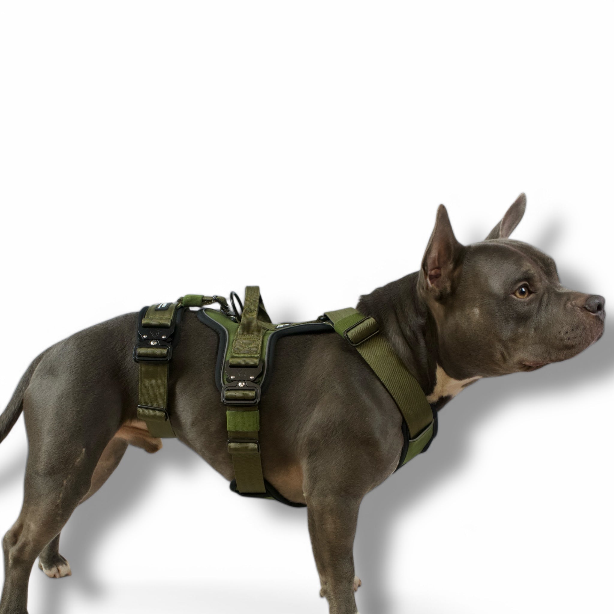 BACO DOG GEAR