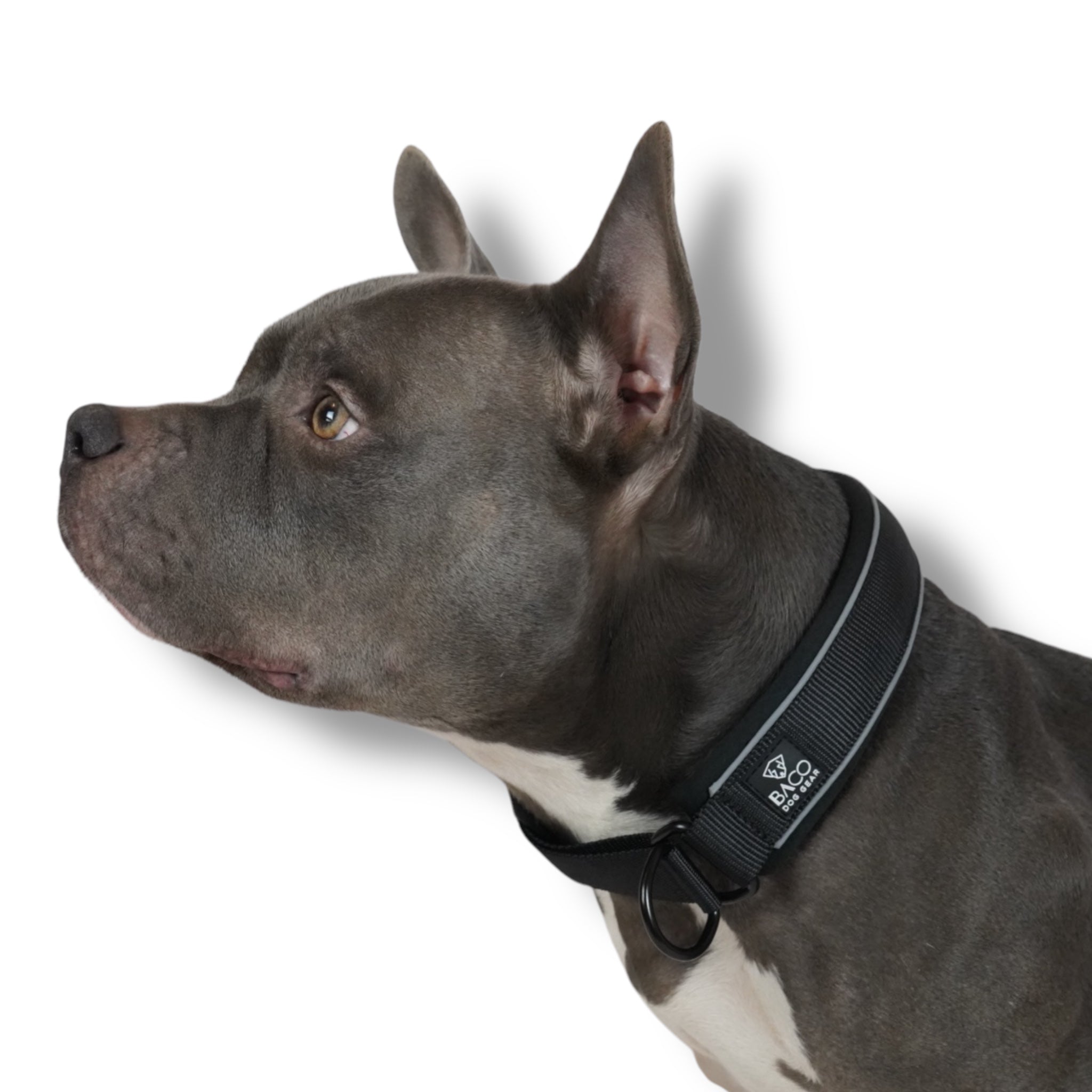 BACO DOG GEAR