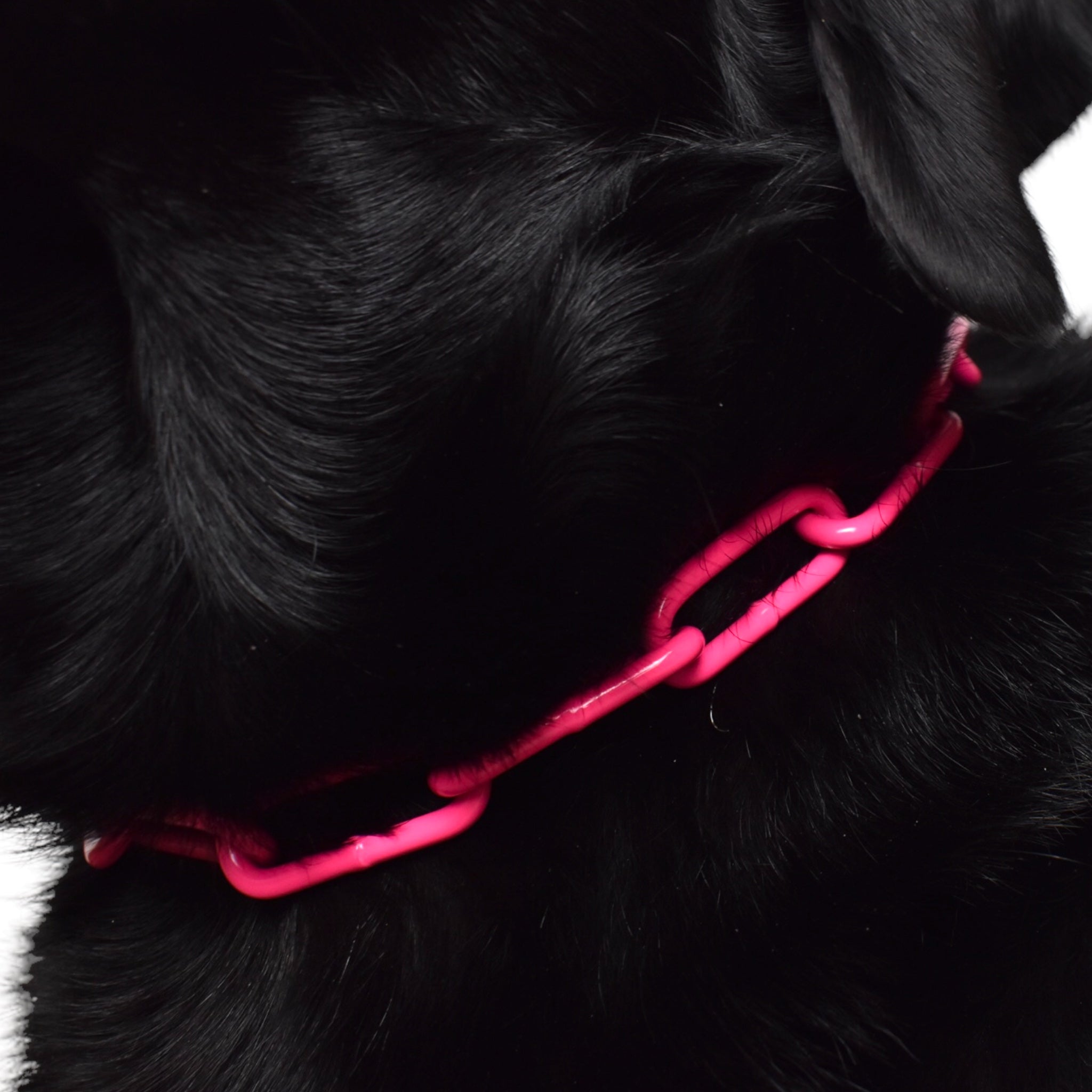 BACO DOG GEAR