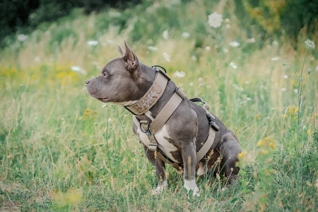 BACO DOG GEAR