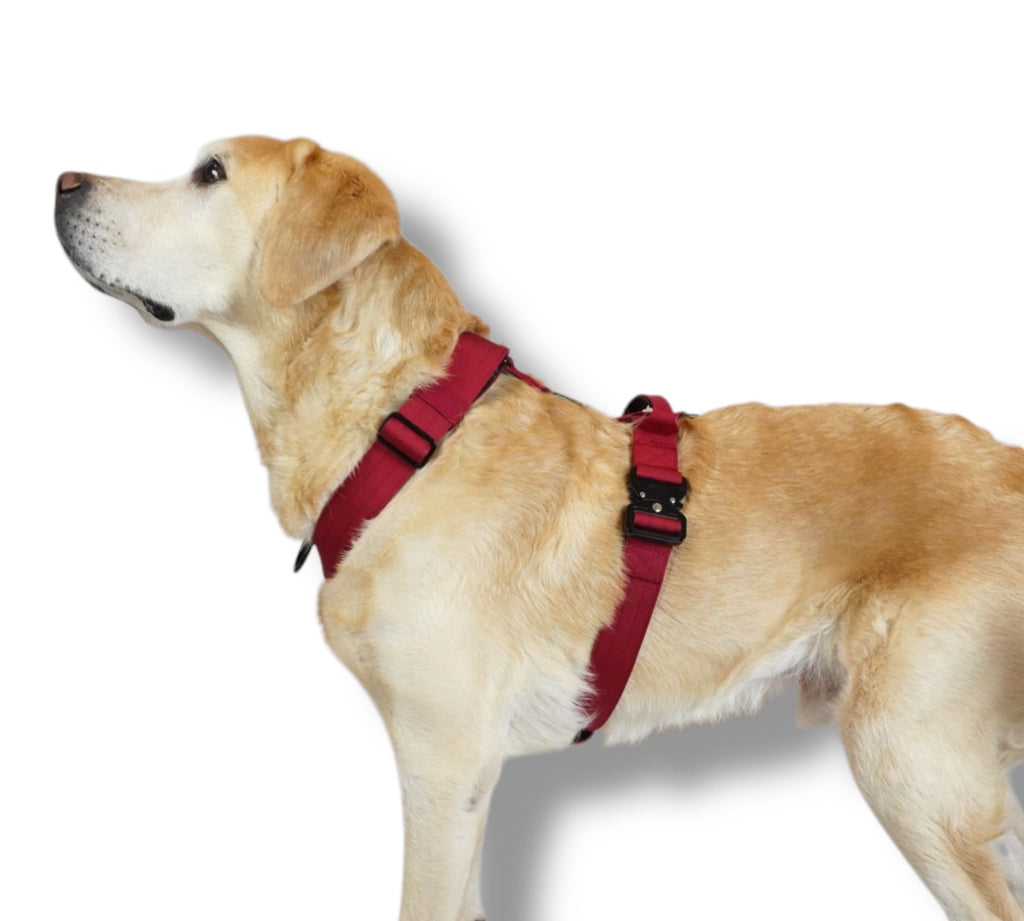 BACO DOG GEAR