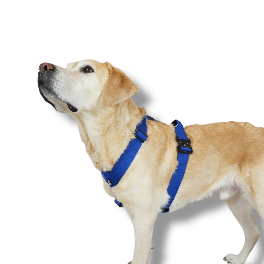 BACO DOG GEAR