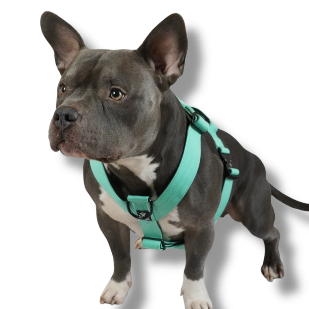 BACO DOG GEAR