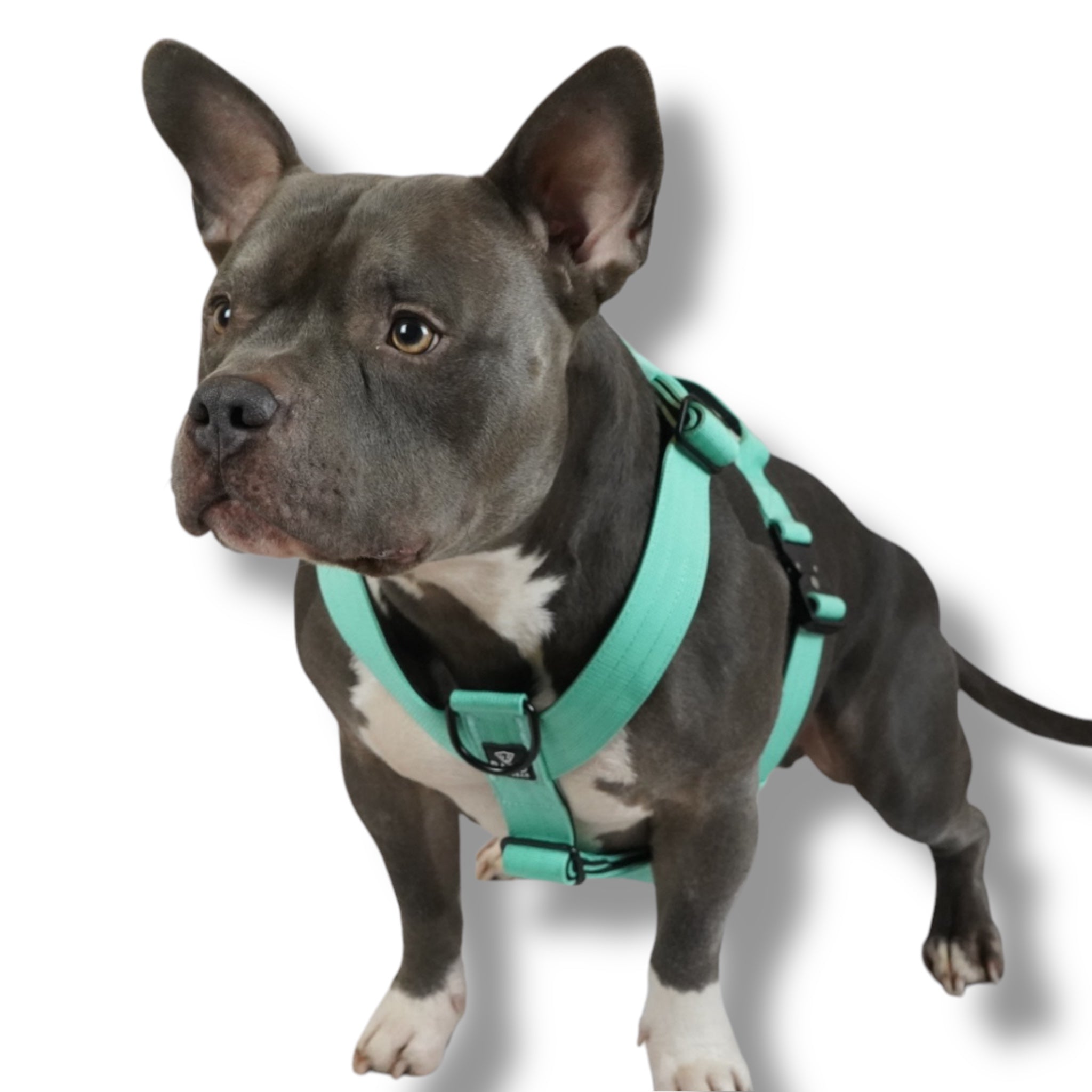 BACO DOG GEAR