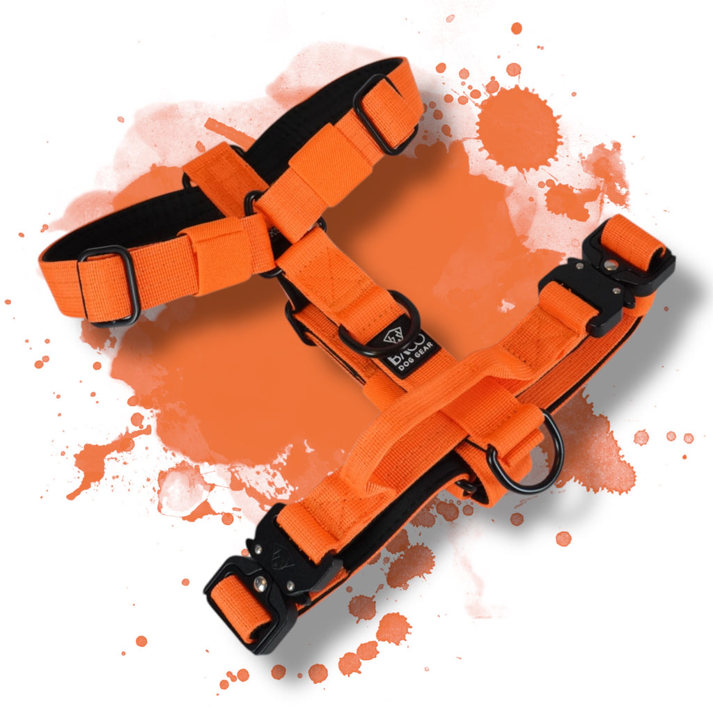 BACO DOG GEAR