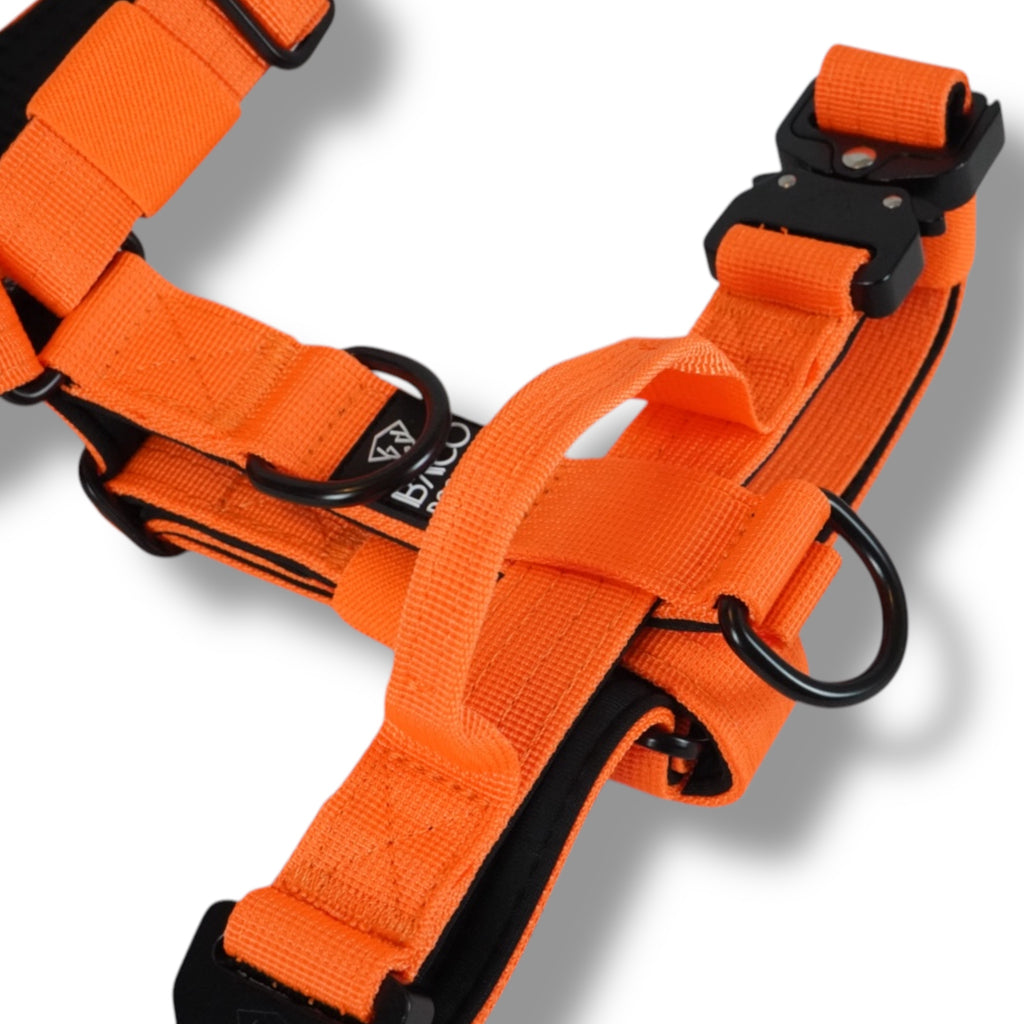 BACO DOG GEAR