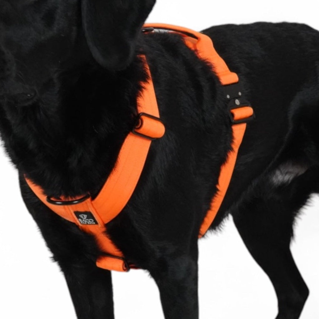 BACO DOG GEAR