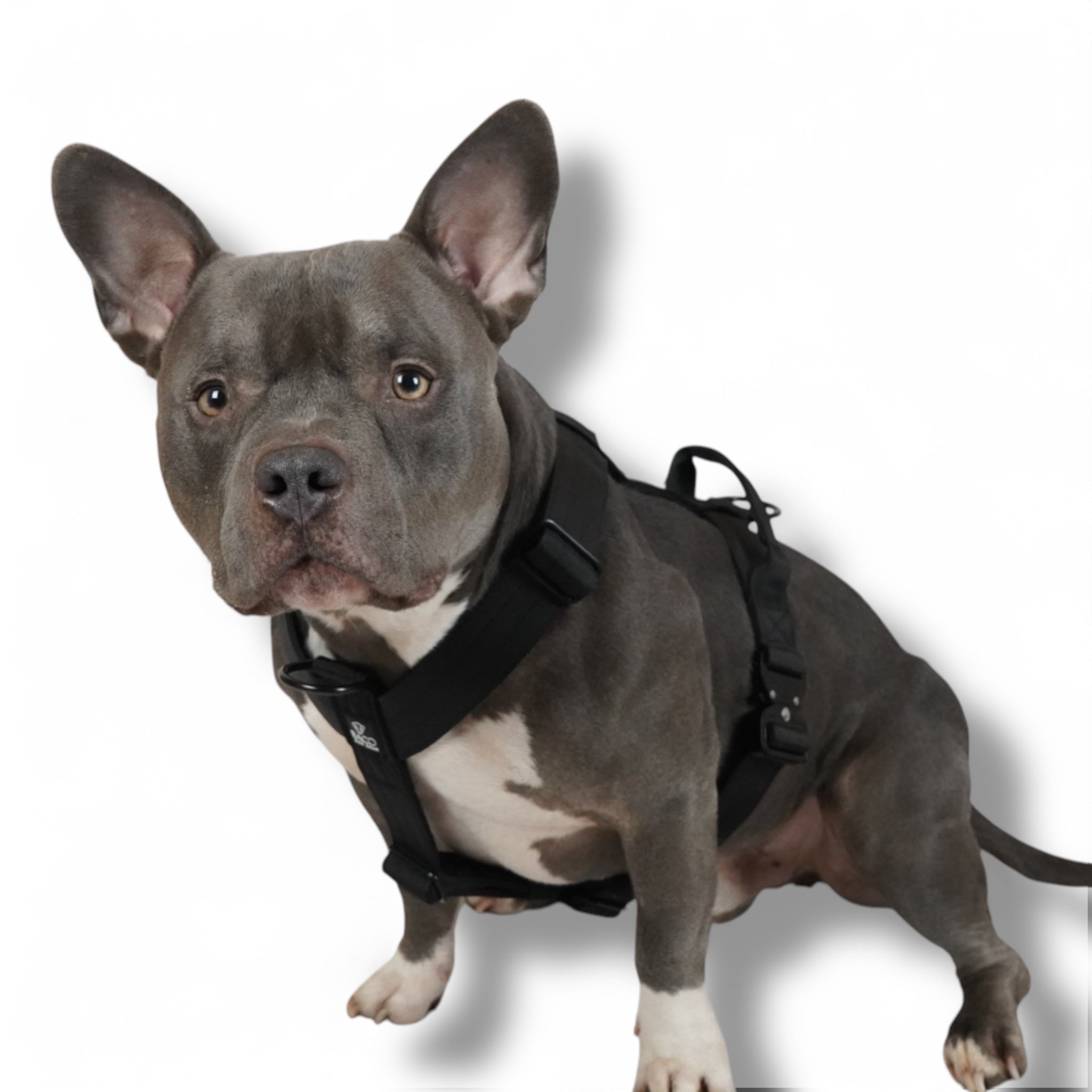 baco dog gear Dog harness BACO Black Edition