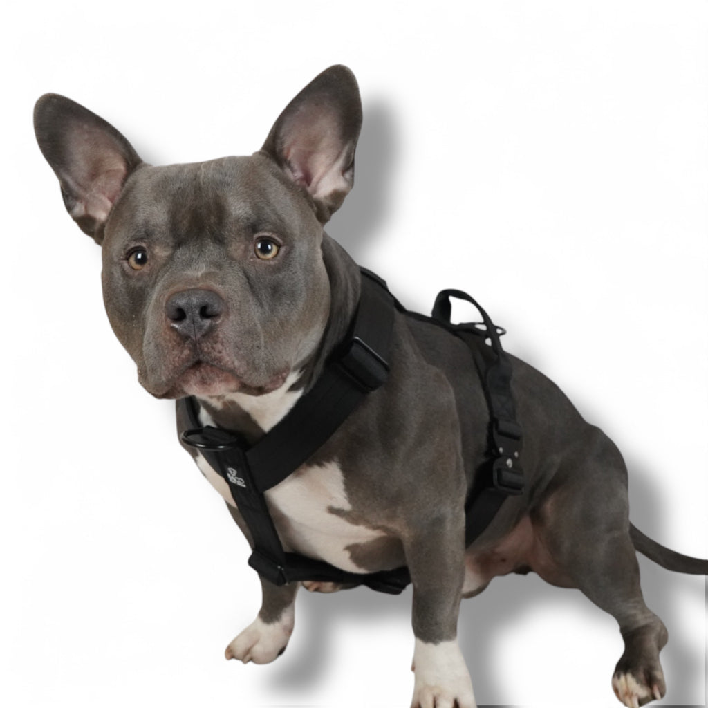BACO DOG GEAR