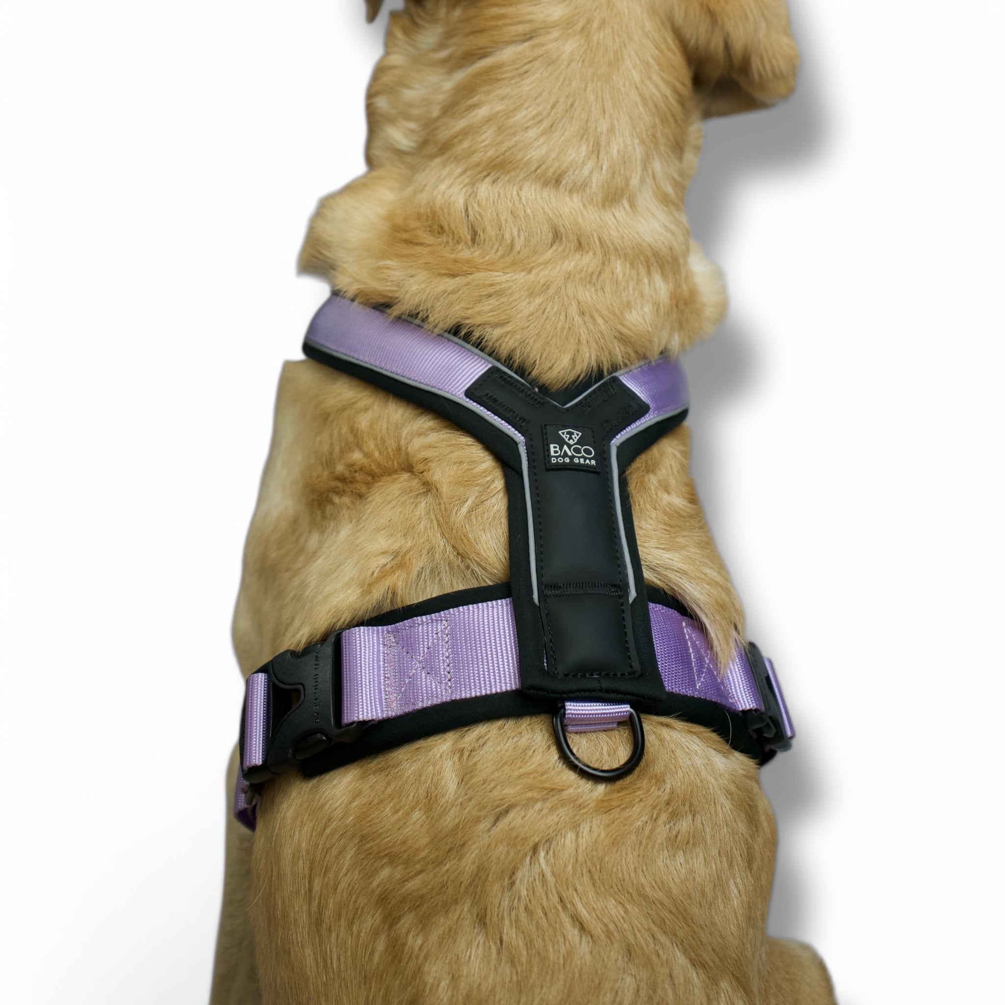 BACO DOG GEAR