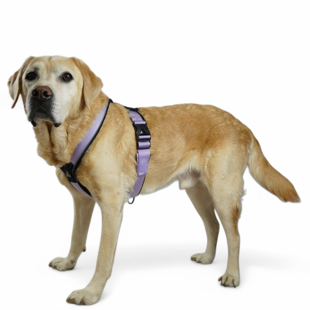 BACO DOG GEAR