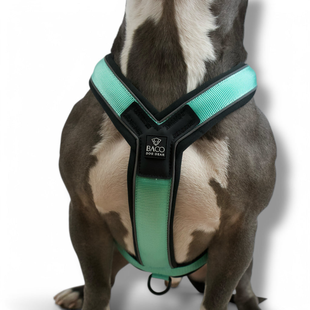 BACO DOG GEAR