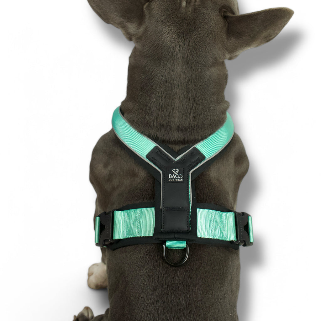 BACO DOG GEAR