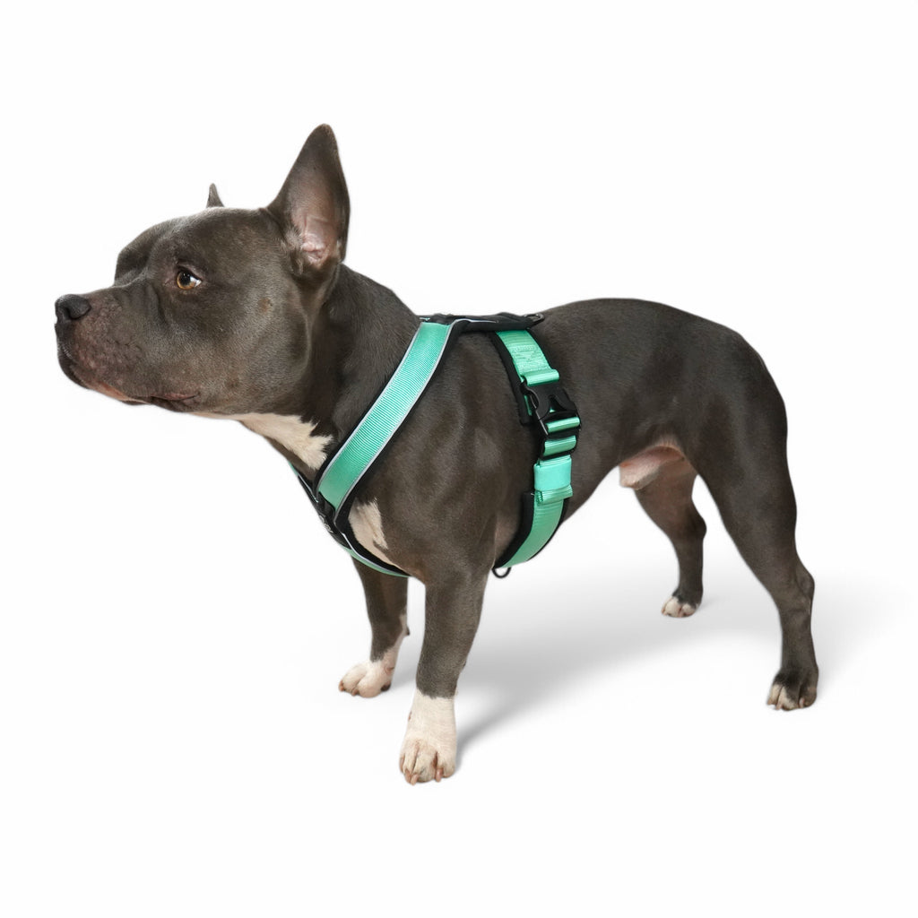 BACO DOG GEAR