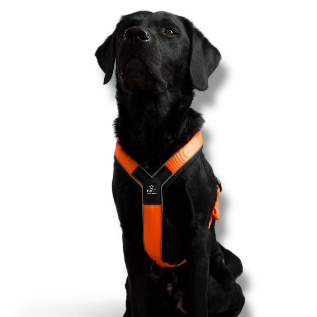 BACO DOG GEAR