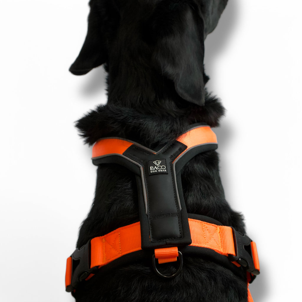 BACO DOG GEAR