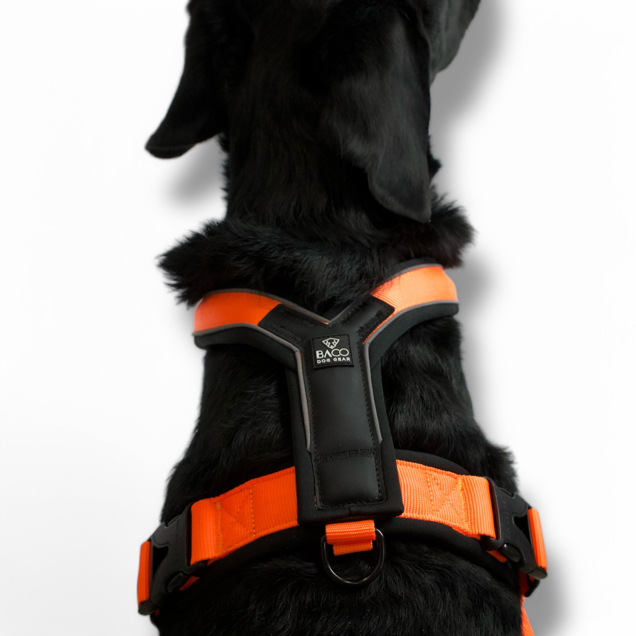 BACO DOG GEAR
