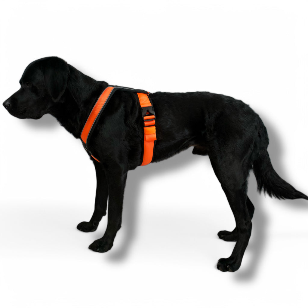 BACO DOG GEAR