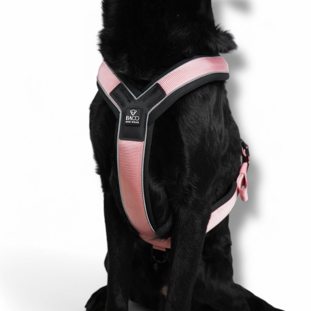 BACO DOG GEAR