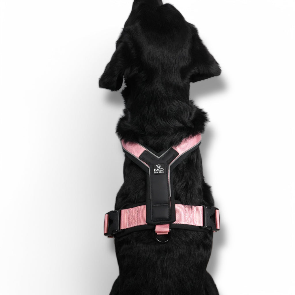 BACO DOG GEAR