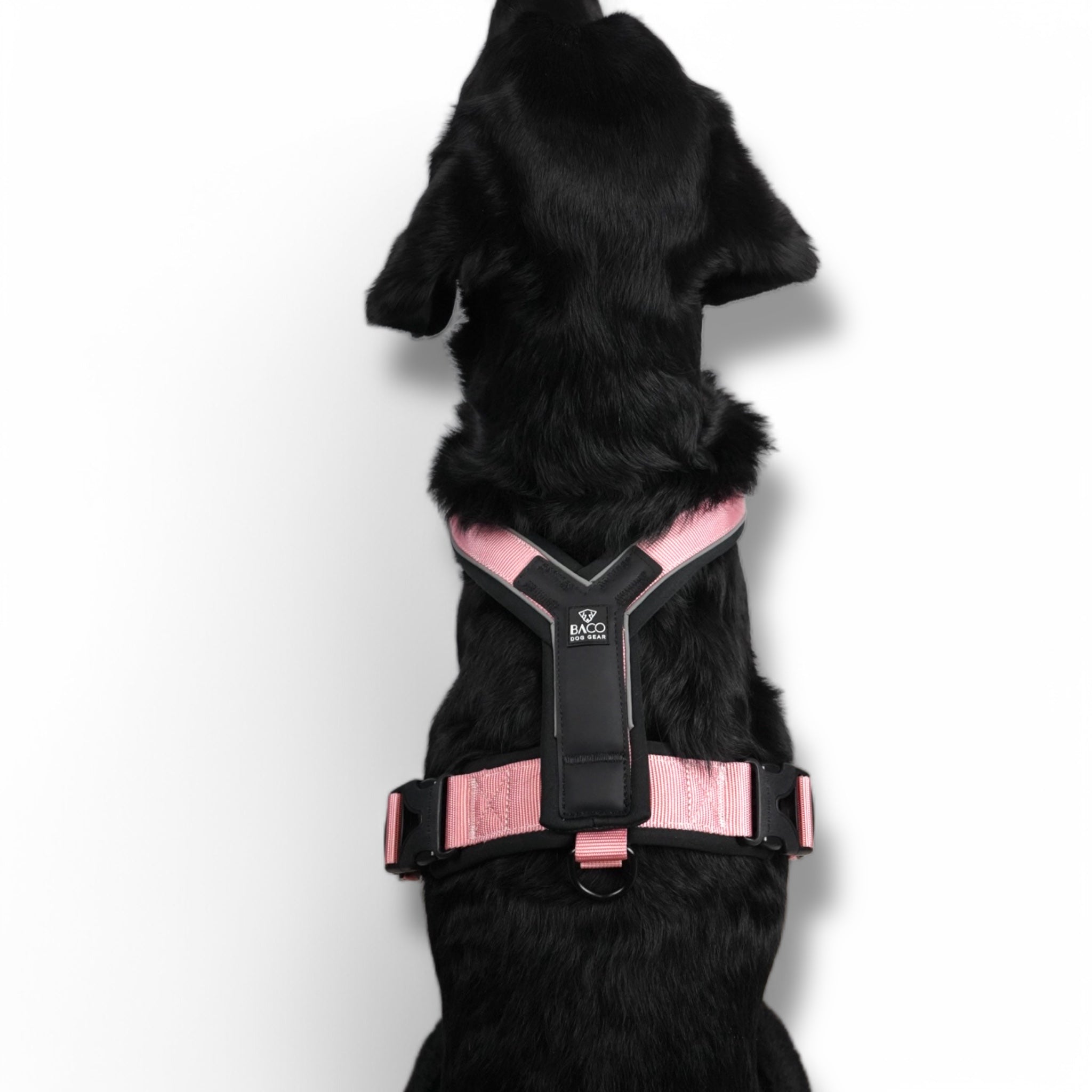 BACO DOG GEAR