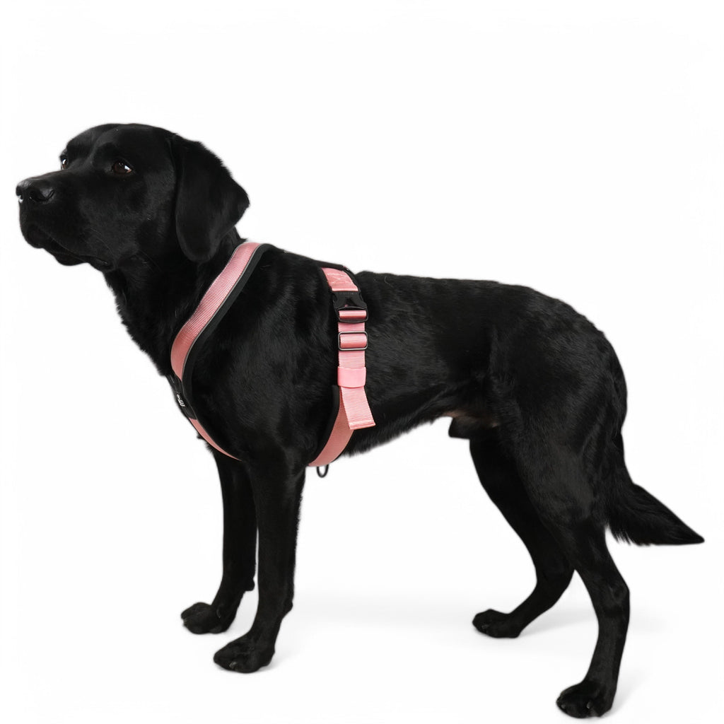 BACO DOG GEAR