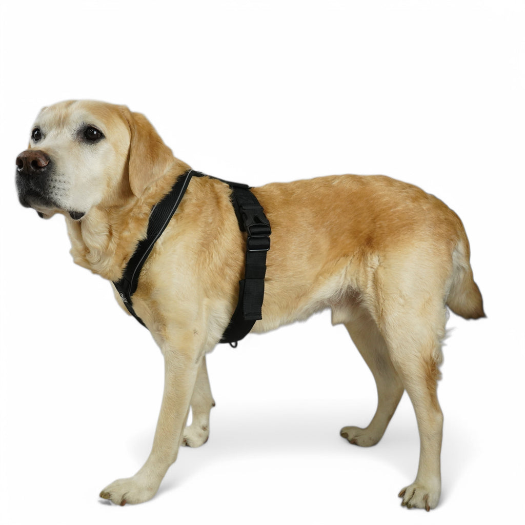 BACO DOG GEAR