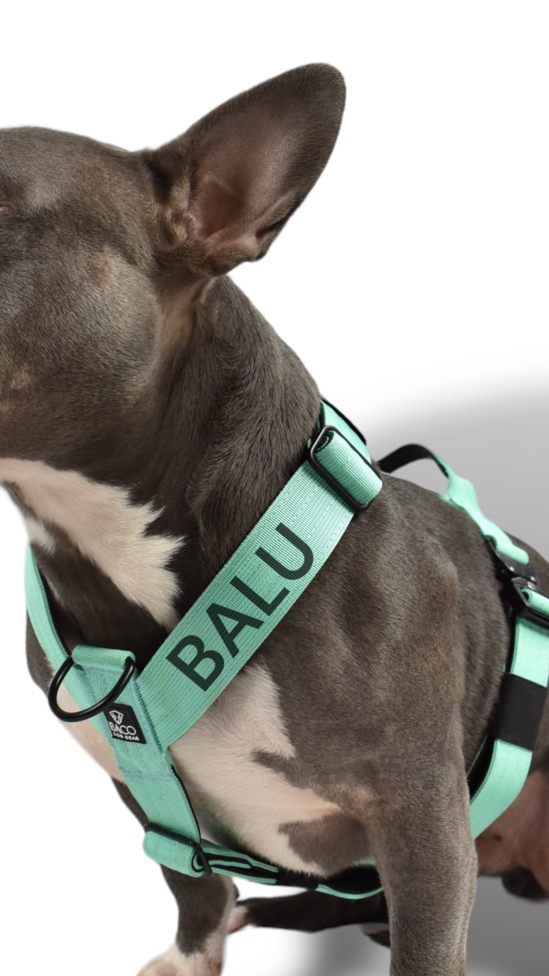 BACO DOG GEAR